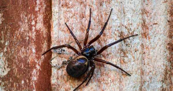 False widow spider warning for UK as bite can put you in hospital with